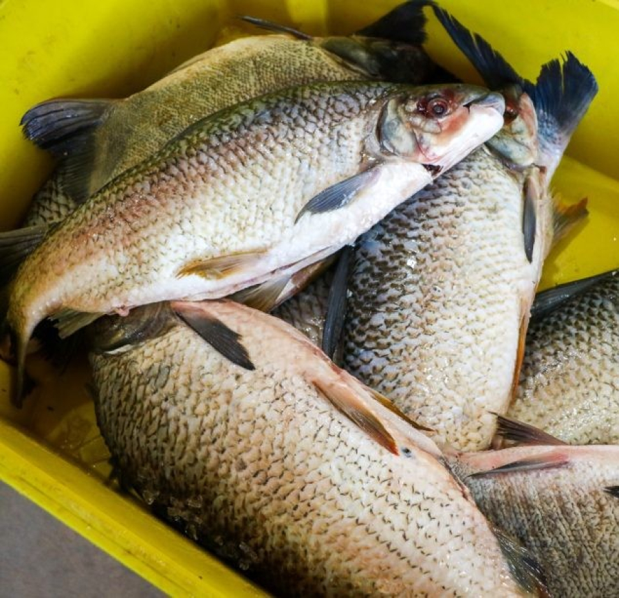 Feira do Peixe mira superar 30 toneladas e movimenta economia em Três Lagoas