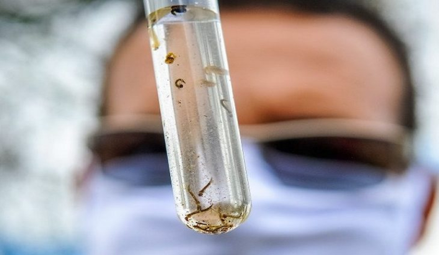 MS confirma 1.764 casos de chikungunya e registra 7 mortes em 2026