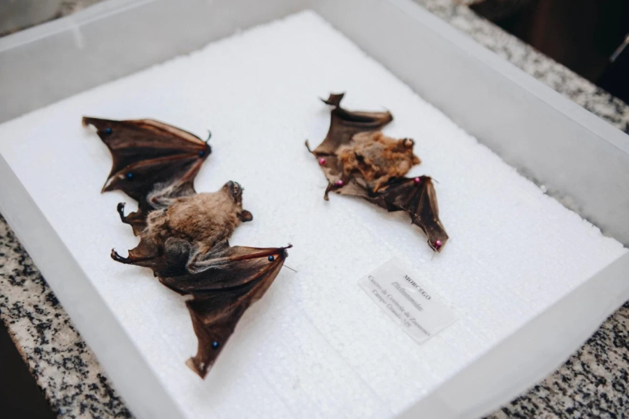 Casos de raiva em morcegos acendem alerta para vacinação de pets em Campo Grande