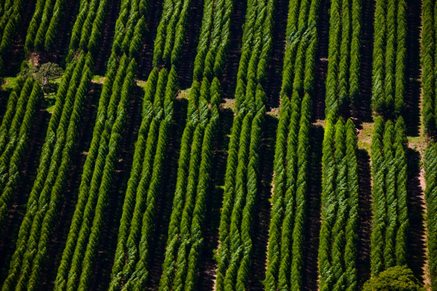 Suzano abre sete vagas em MS com oportunidades em Três Lagoas e região