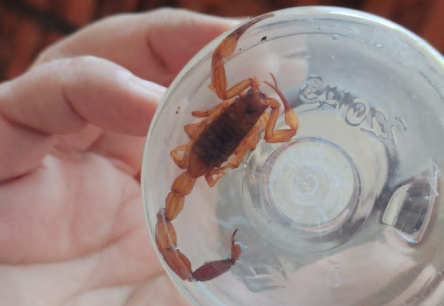 Escorpiões em casa: como evitar acidentes e agir após picada