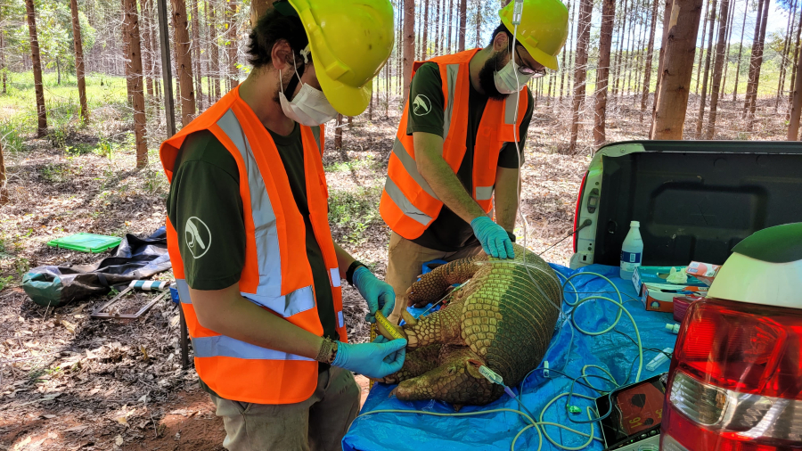 Tatu-canastra grávida é registrada pela primeira vez em área da Suzano em MS