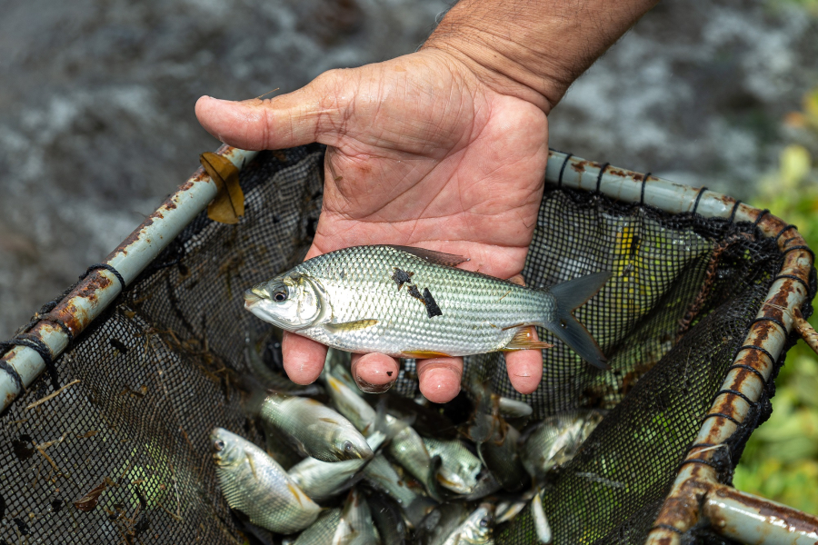 Mais de 600 mil peixes são soltos no rio Paraná em ação ambiental