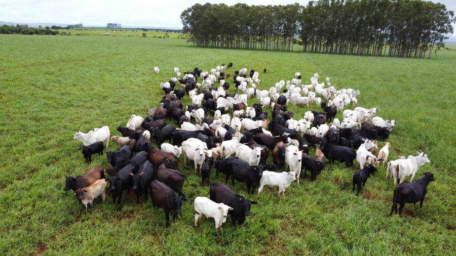 Iagro alerta para prazo de cadastro do rebanho