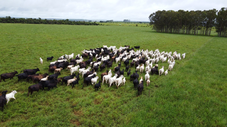 Frio coloca rebanhos em alerta em Mato Grosso do Sul
