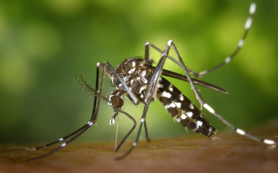 Três Lagoas tem novos casos de Chikungunya 