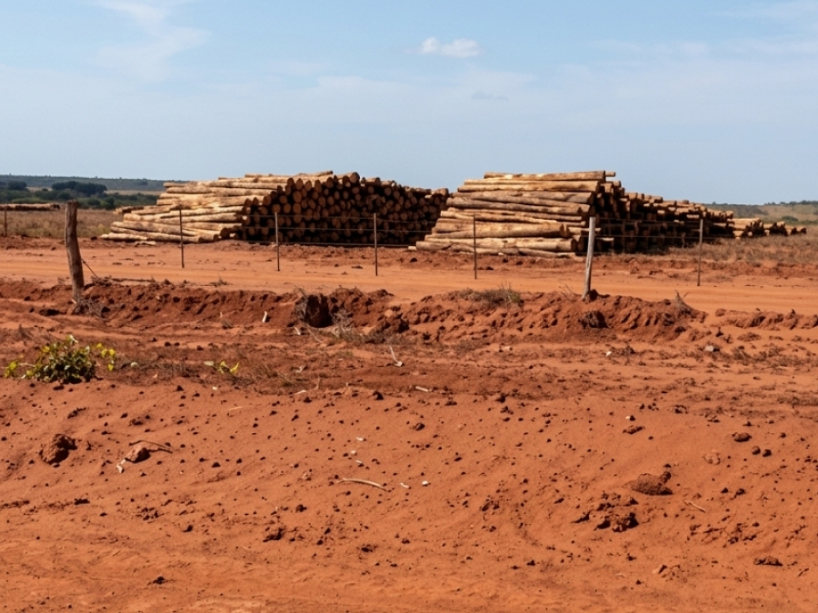 MP investiga impactos do eucalipto na região Leste