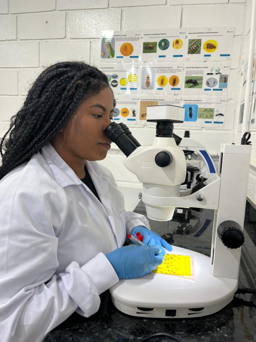 Suzano amplia biocontrole e libera 153,8 milhões de insetos em MS