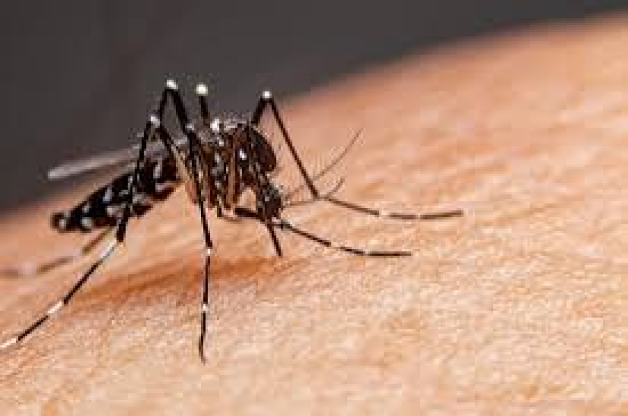 MS confirma primeira morte por dengue