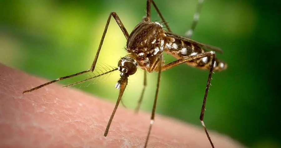 MS confirma 9,8 mil casos de chikungunya