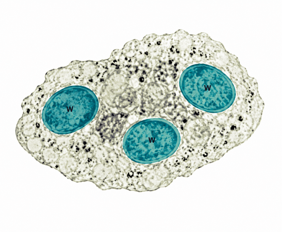  Método Wolbachia será implantado em 12 bairros