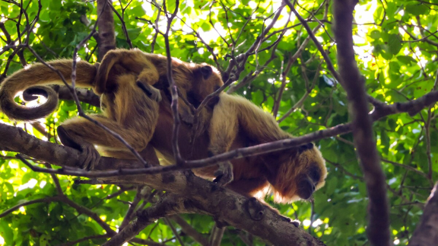 Arauco monitora primatas no Rio Sucuriú