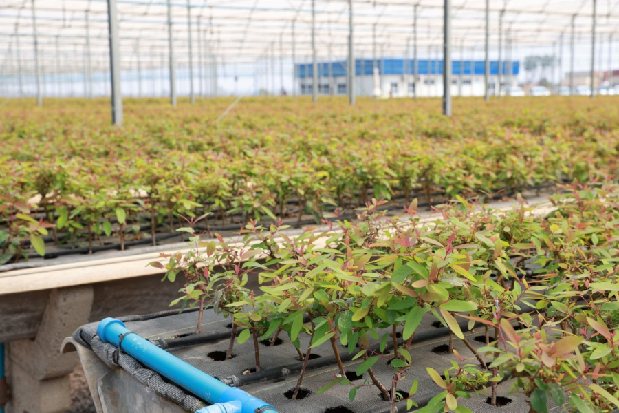 Suzano abre 15 vagas em Ribas