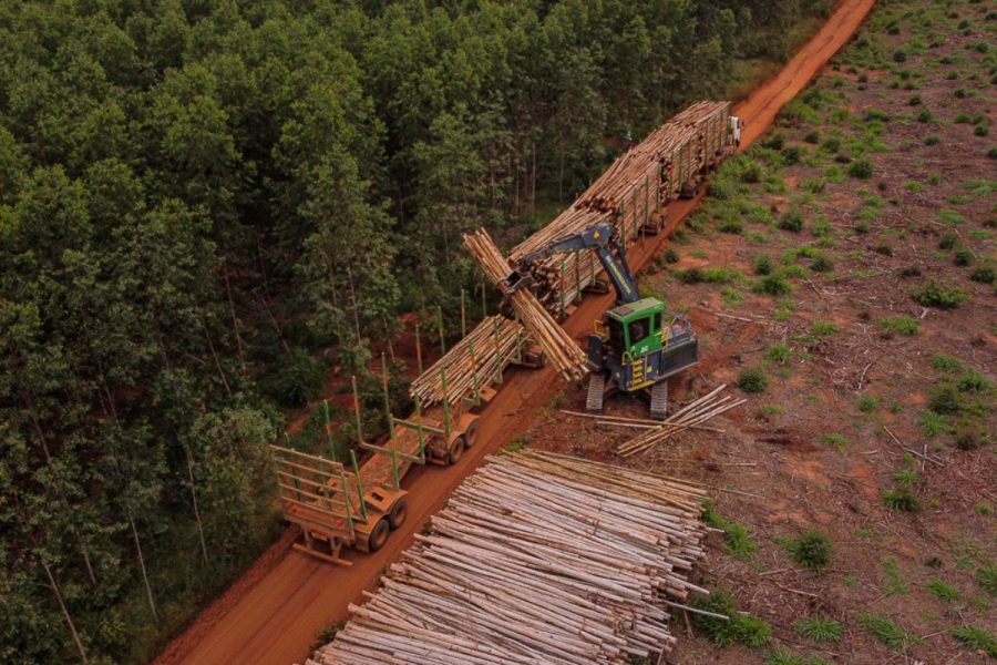 Suzano abre 12 vagas em Mato Grosso do Sul