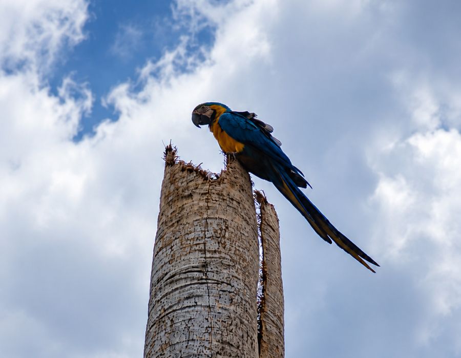 Arara-canindé vira símbolo do turismo em Três Lagoas
