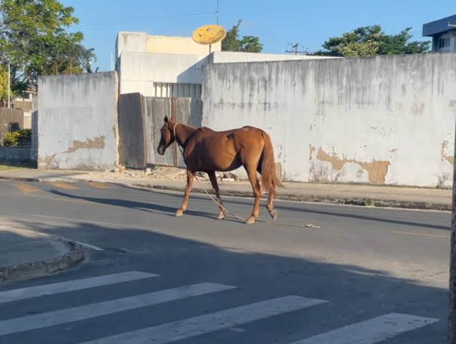 Animais soltos podem ser apreendidos em Três Lagoas